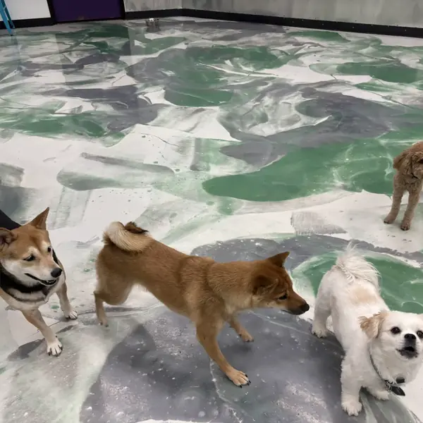 Boarding guest at K9 Rox Club Las Vegas